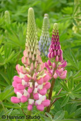 Lupines - Close-up